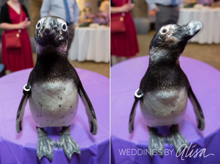 National Aviary Wedding Photos - 63