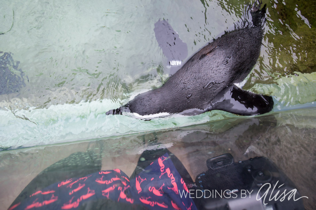 National Aviary Wedding Photos - 62